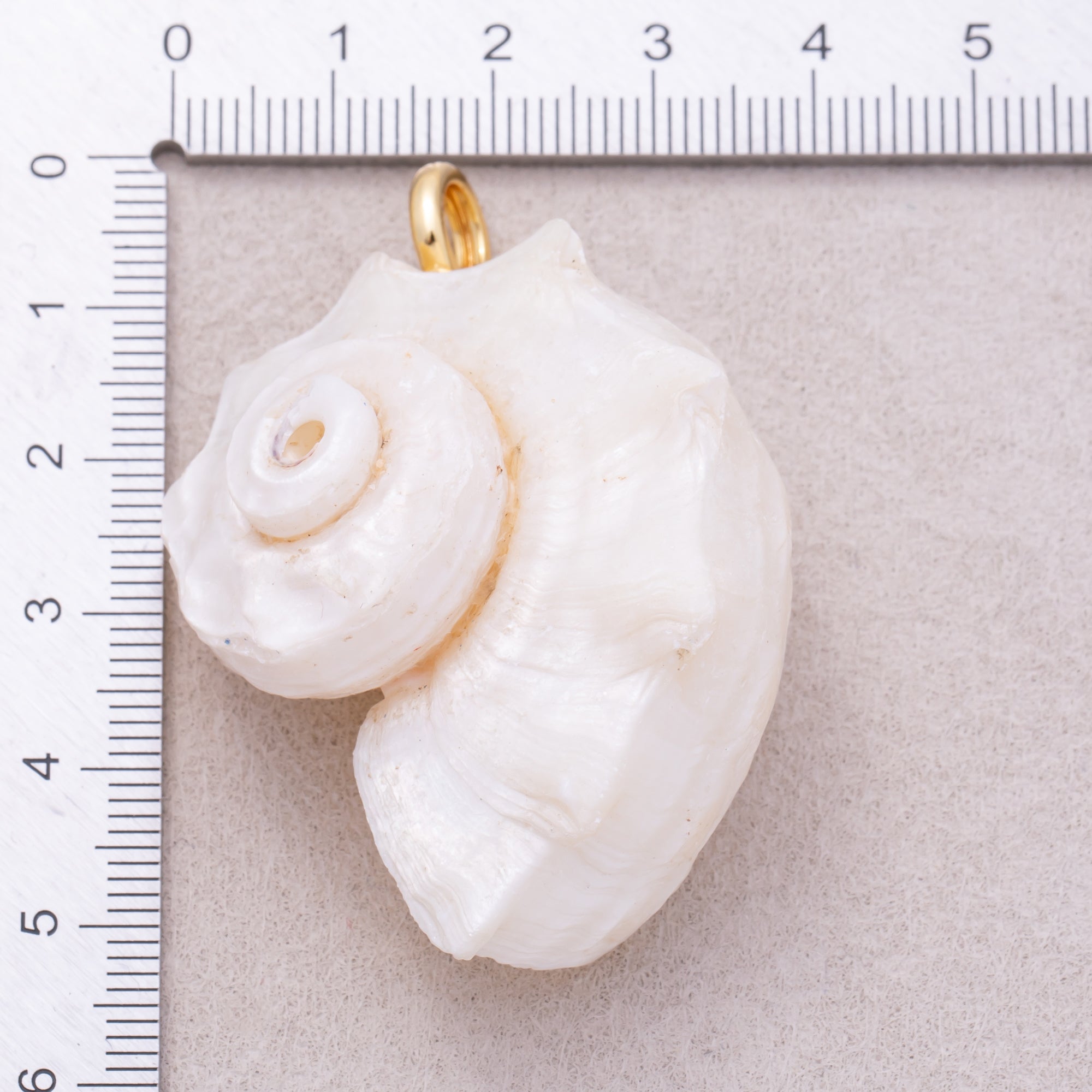 16K Gold Plated White Natural Conch Clam Seashell Beach Charm - Sold Each